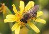 Colletes sp.